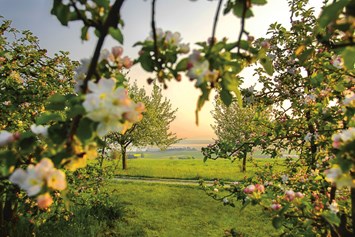 Urlaub am See: Apfelblüten - Hotel de Charme Römerhof