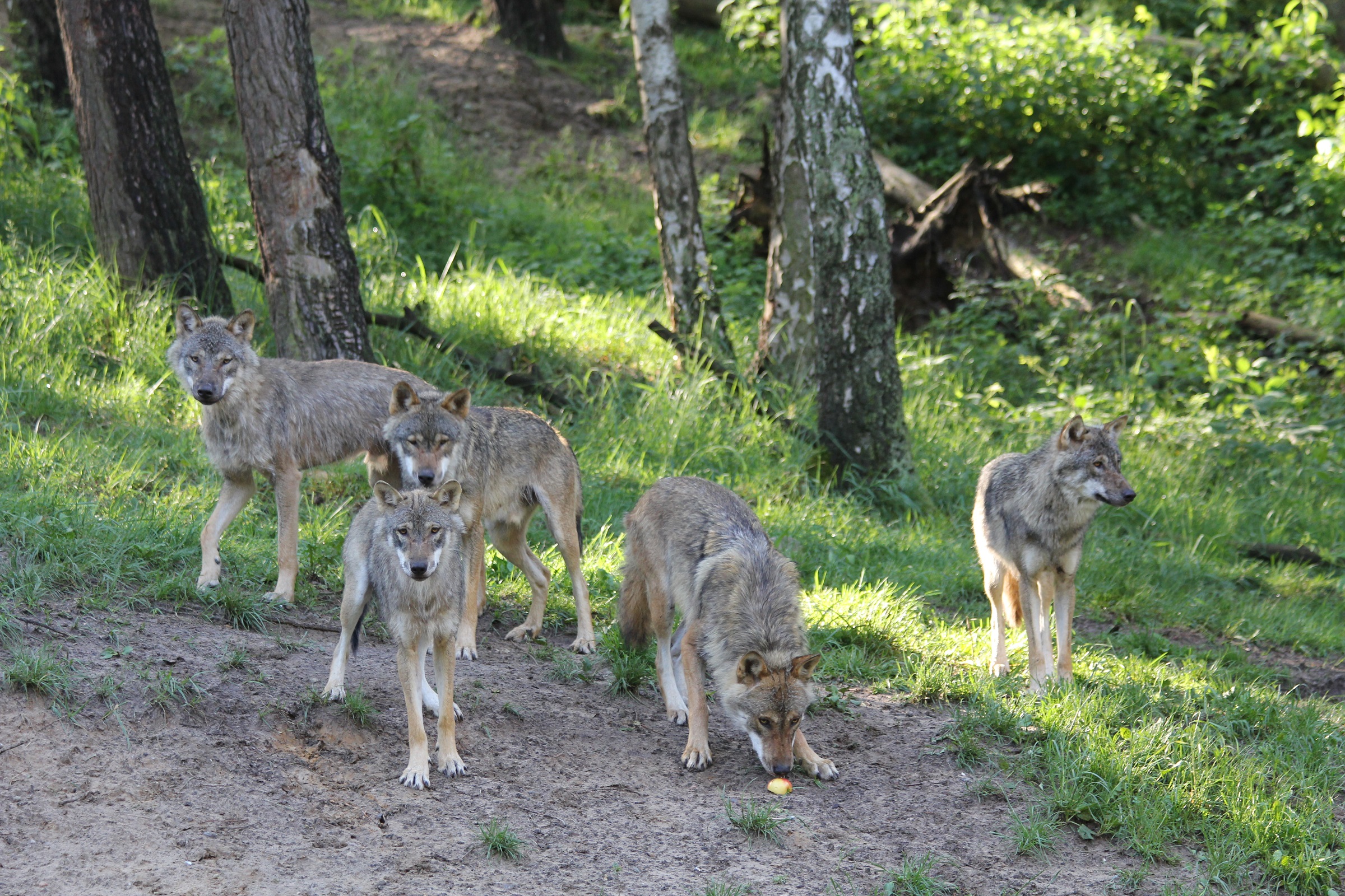 Kurhaus am Inselsee Ausflugsziele Wildpark MV