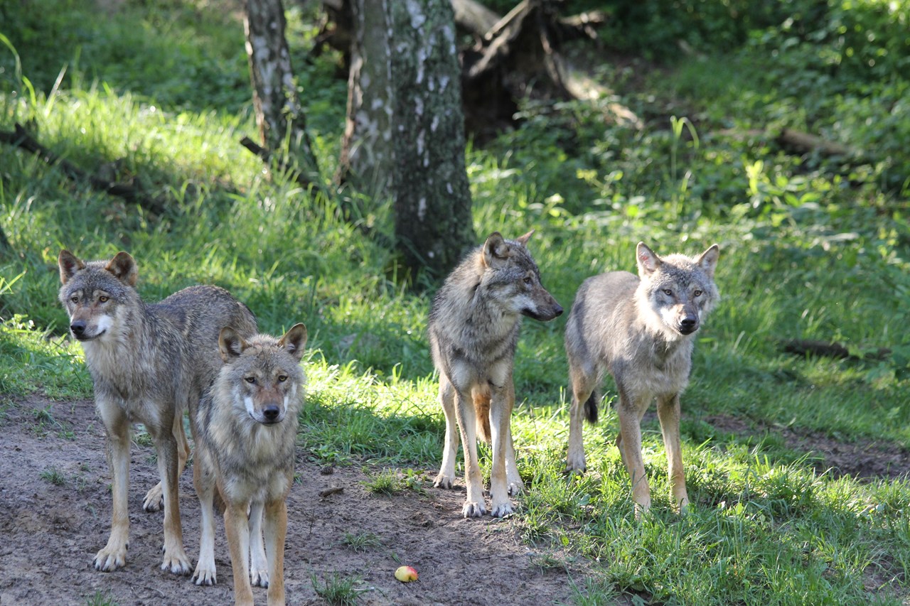 Strandhaus am Inselsee Ausflugsziele Wildpark MV